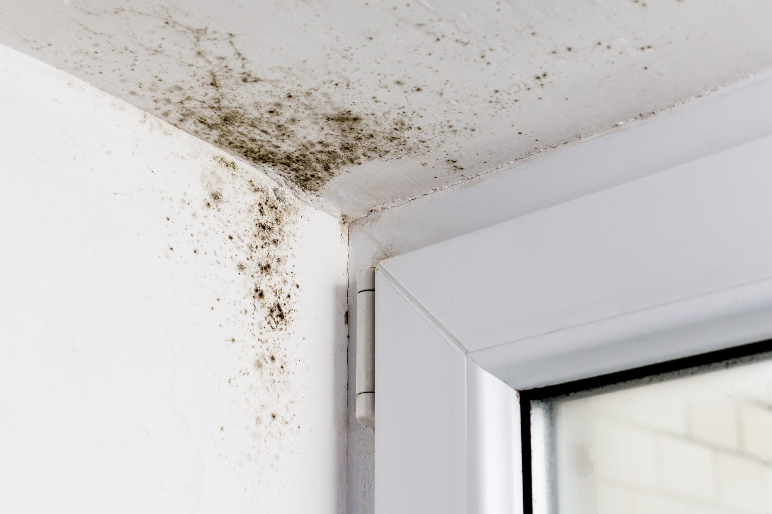 Where Does Mold Grow in a Home with High Humidity?